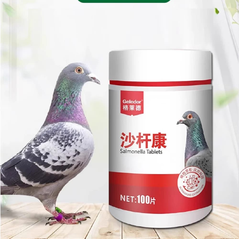 Pigeon salmonella pigeon special conditioning diarrhea watery green stool intestinal
