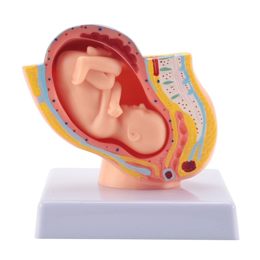 Human Pregnancy Fetal Development 9Th Month Embryonic Pelvic Model Fetus Foetus Anatomy of the Placenta