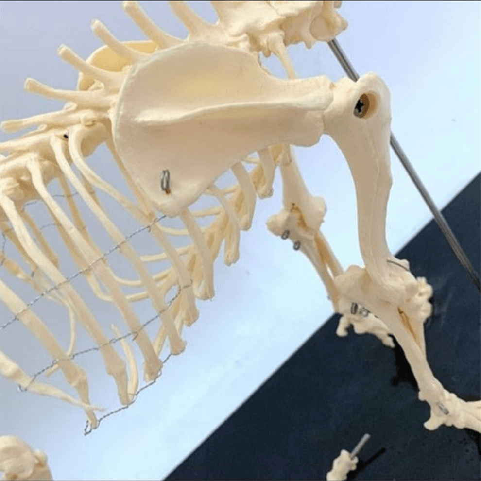 Dog Skeleton Model Anatomy Animal Teaching Laboratory Veterinary Demonstration Tool