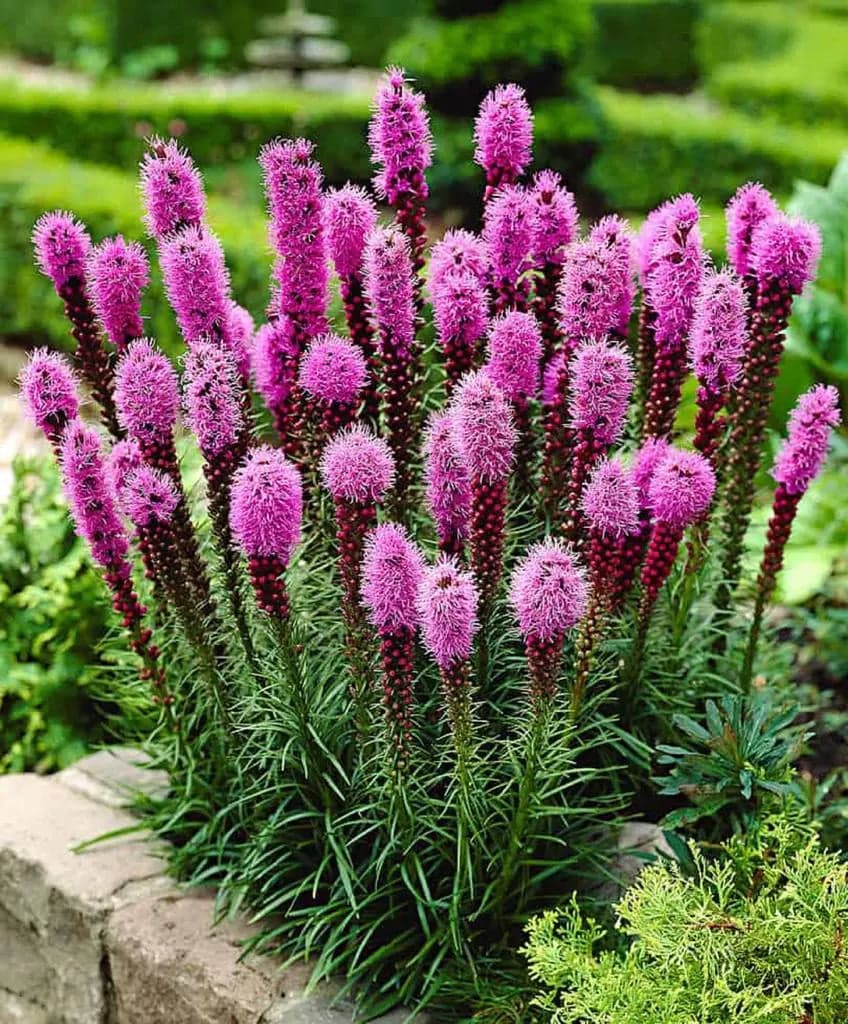 50 Kansas Plum Seeds (Liatris Spicata) Pink Purple