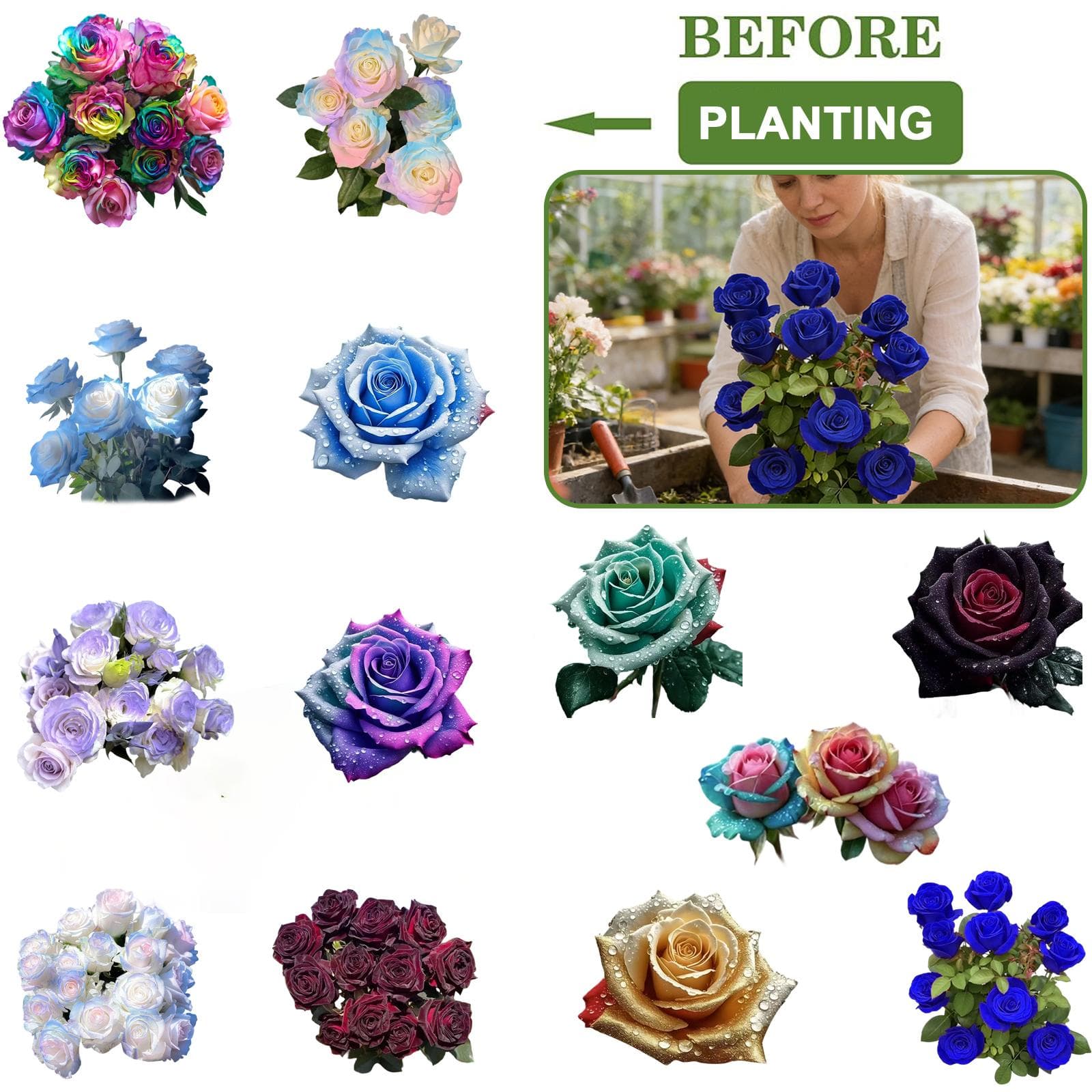 BLUE ENCHANTRESS ROSE