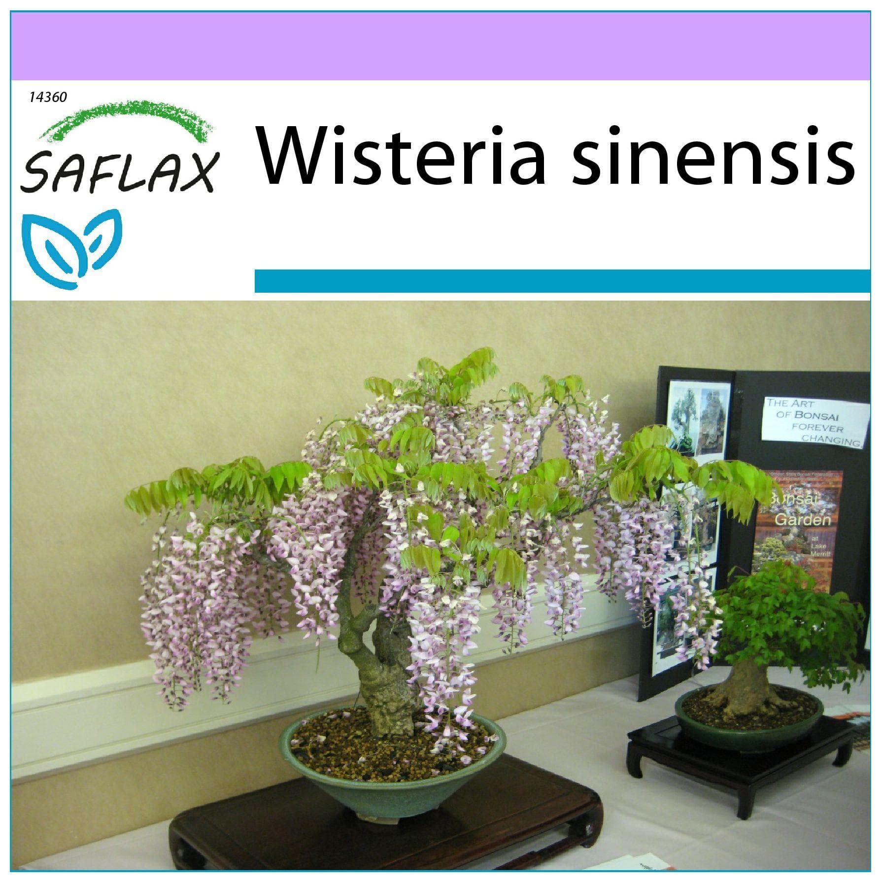 SAFLAX - Bonsai - Blue Chinese Wisteria - 4 seeds - Wisteria sinensis