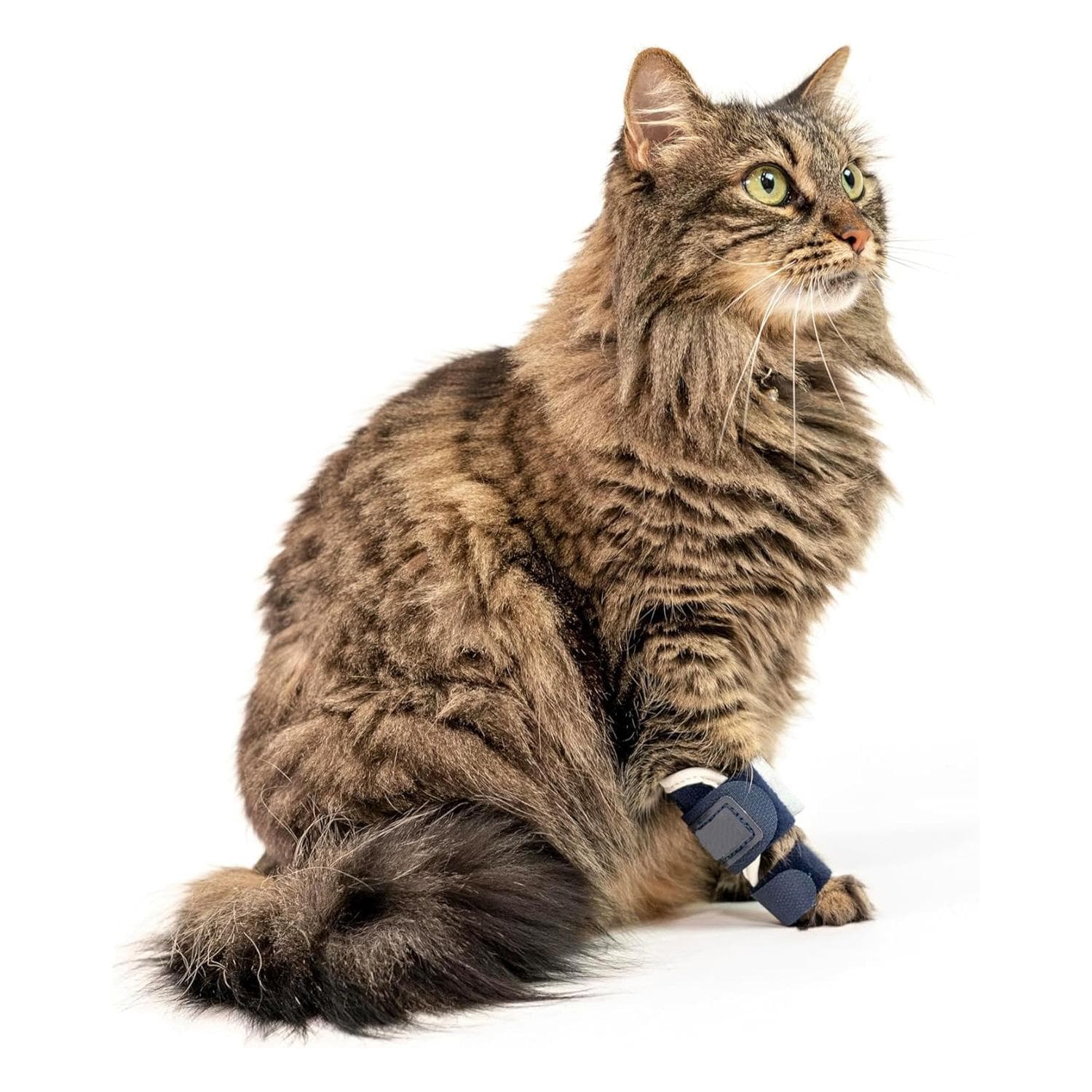 Adjustable Cat Leg Brace w/ Removable Splint – For Carpal/Tarsal Injuries, Sprains & Fractures – Front or Hind Legs black