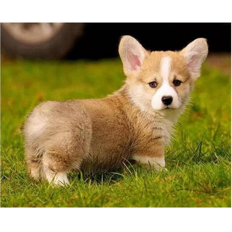 5d Diy Diamond Painting Full Round Diamond Embroidery Pembroke Welsh Corgi Dog Cross-Stitch
