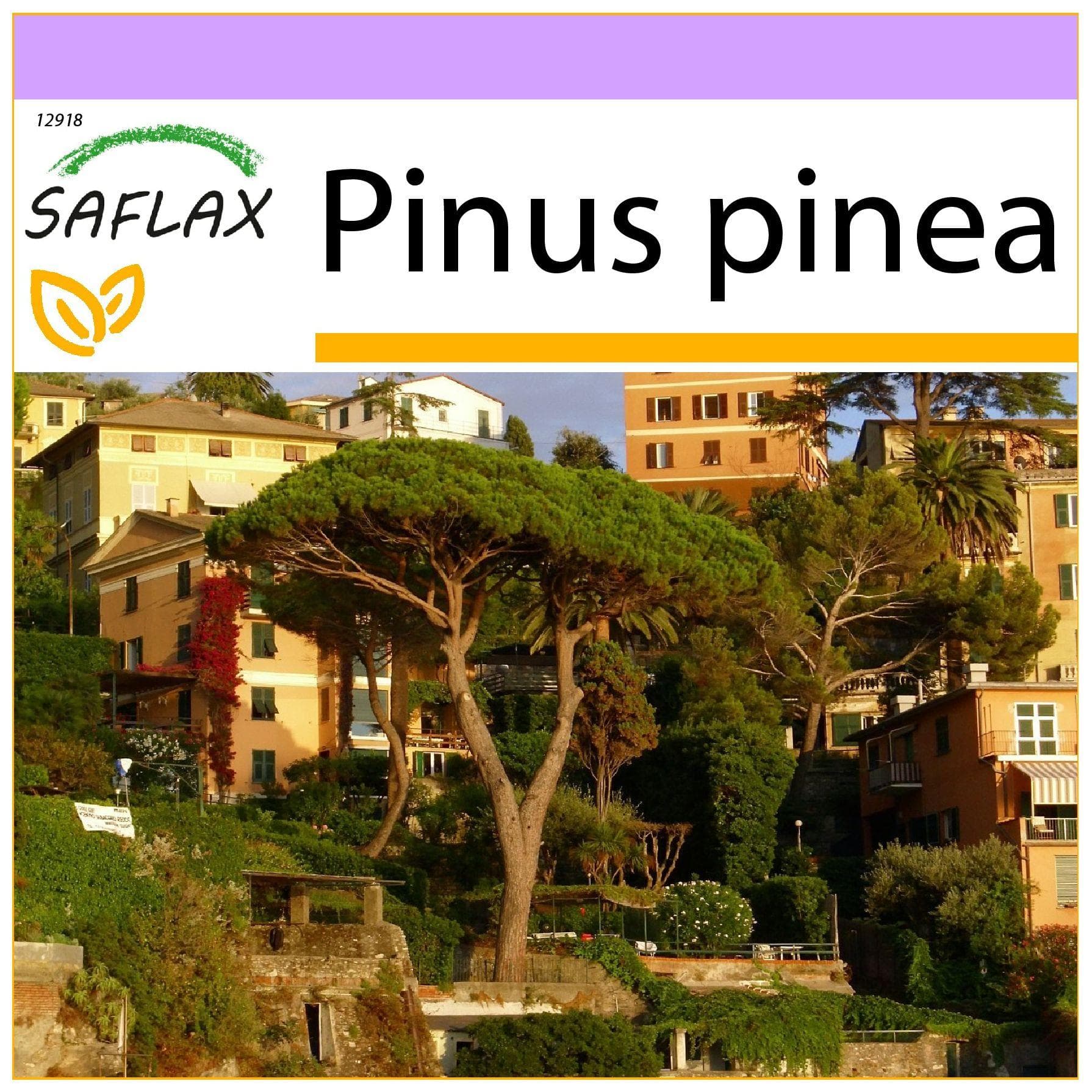 SAFLAX - Stone Pine - 6 seeds - Pinus pinea