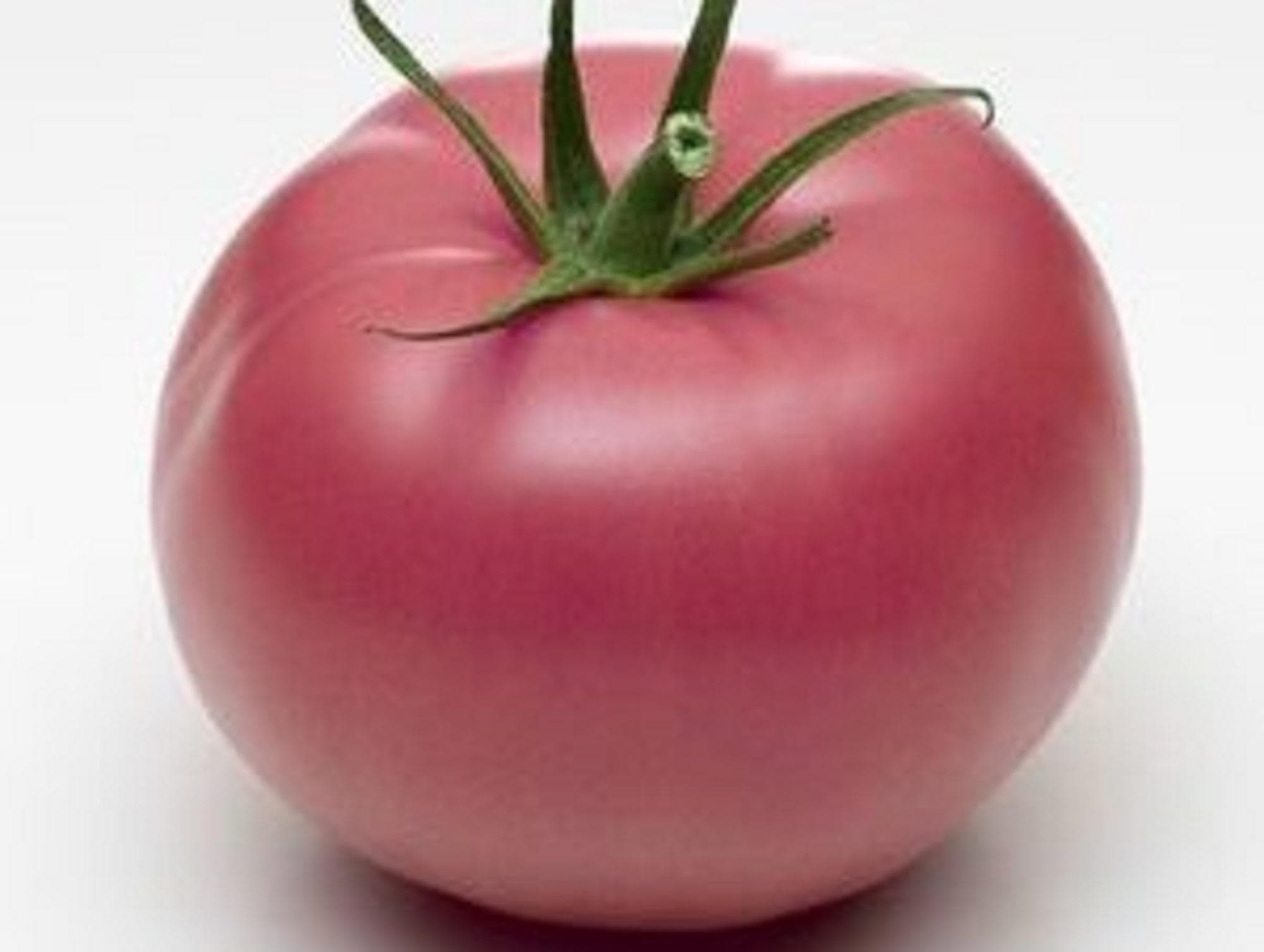 25 Seeds of Pink Tomato from Bern - Old vegetable garden - reproducible peasant seeds - Semi-Wild