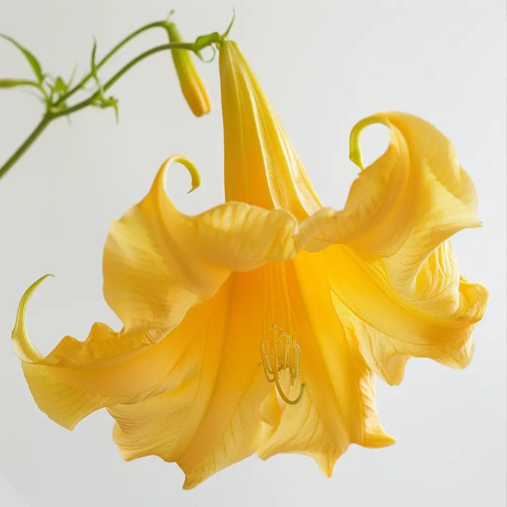 15 Yellow Angel's Trumpet Seeds (Brugmansia suaveolens) - Semi-Wild Permaculture
