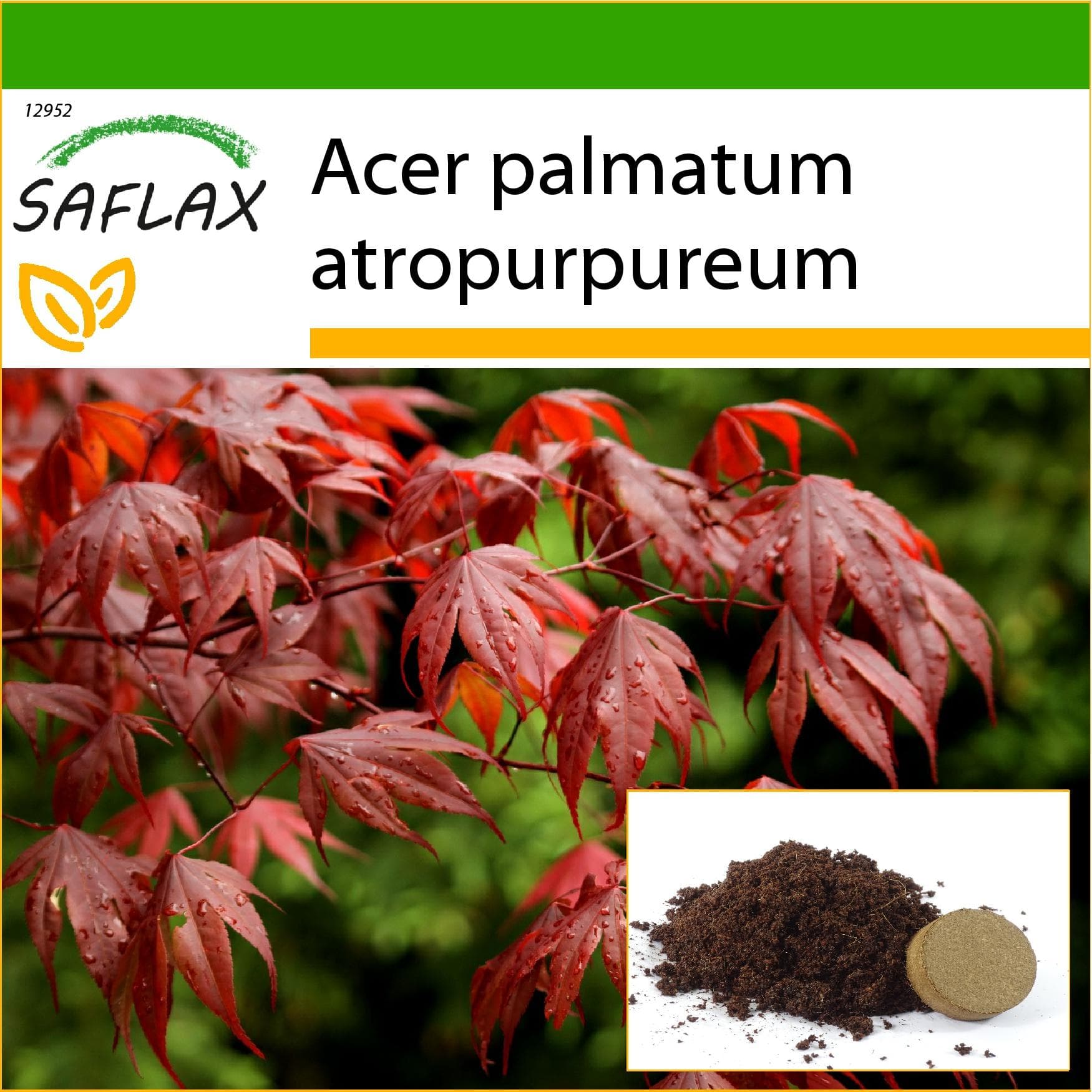 SAFLAX - Red Japanese Maple - 20 seeds - With potting substrate for better cultivation - Acer palmatum