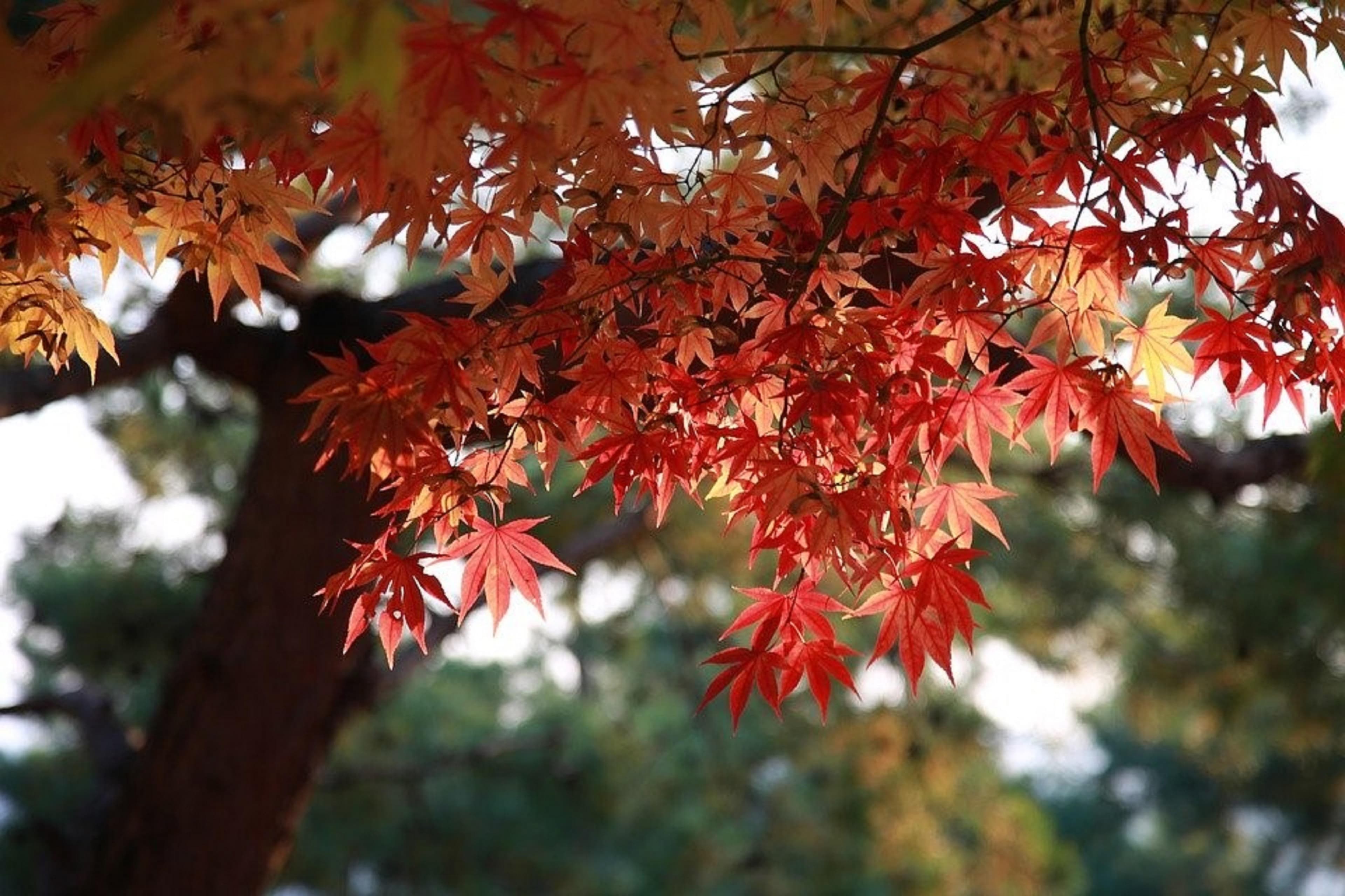 10 Japanese Maple Seeds - Japanese Bonsai Tree Garden - Reproducible Farmer Seeds - SemiWild