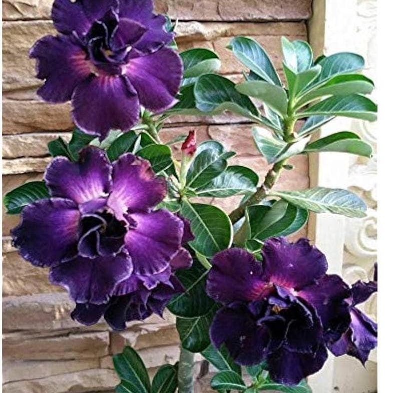 5 SEEDS OF ADENIUM OBESUM  Violet   Desert Rose  fresh seeds