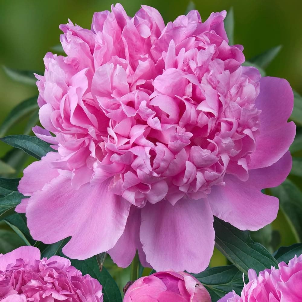 5 Peony Seeds PURPLE LOVE PINK    -FRESH SEEDS