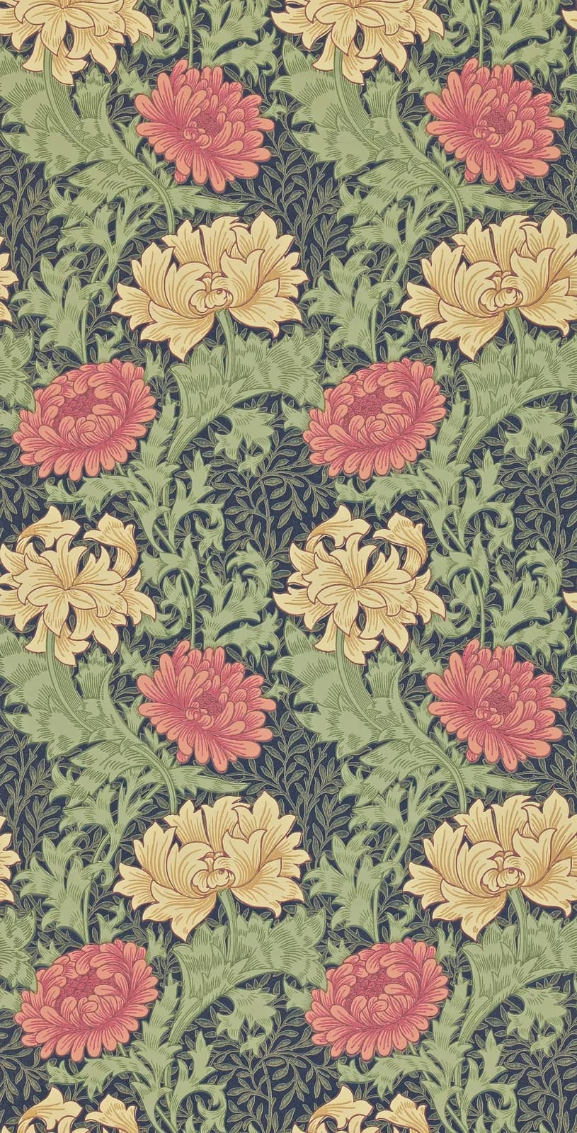 Chrysanthemum Indigo