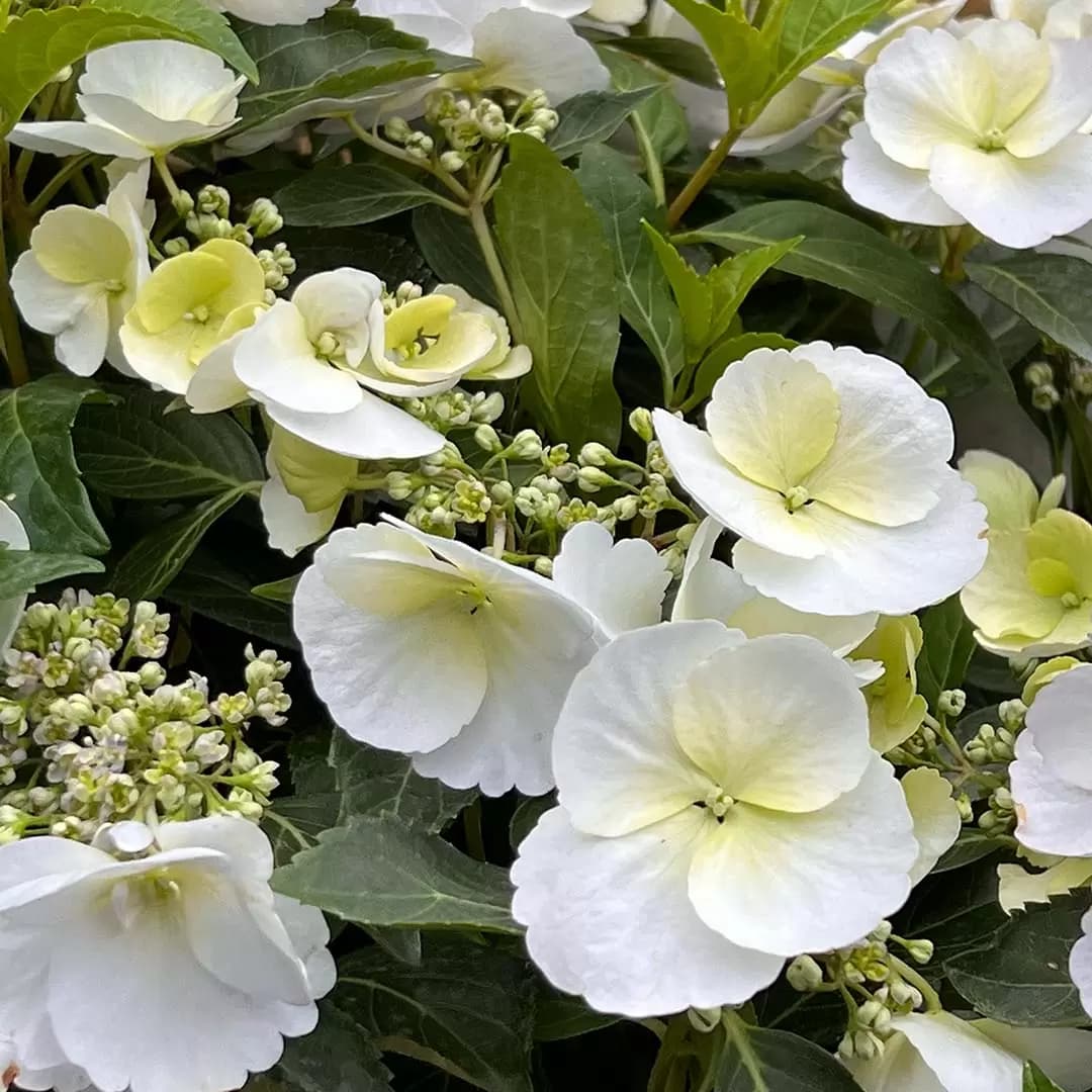 Hydrangea 'Runaway Bride' (Pot Size 3.5L) - Garland Hydrangea