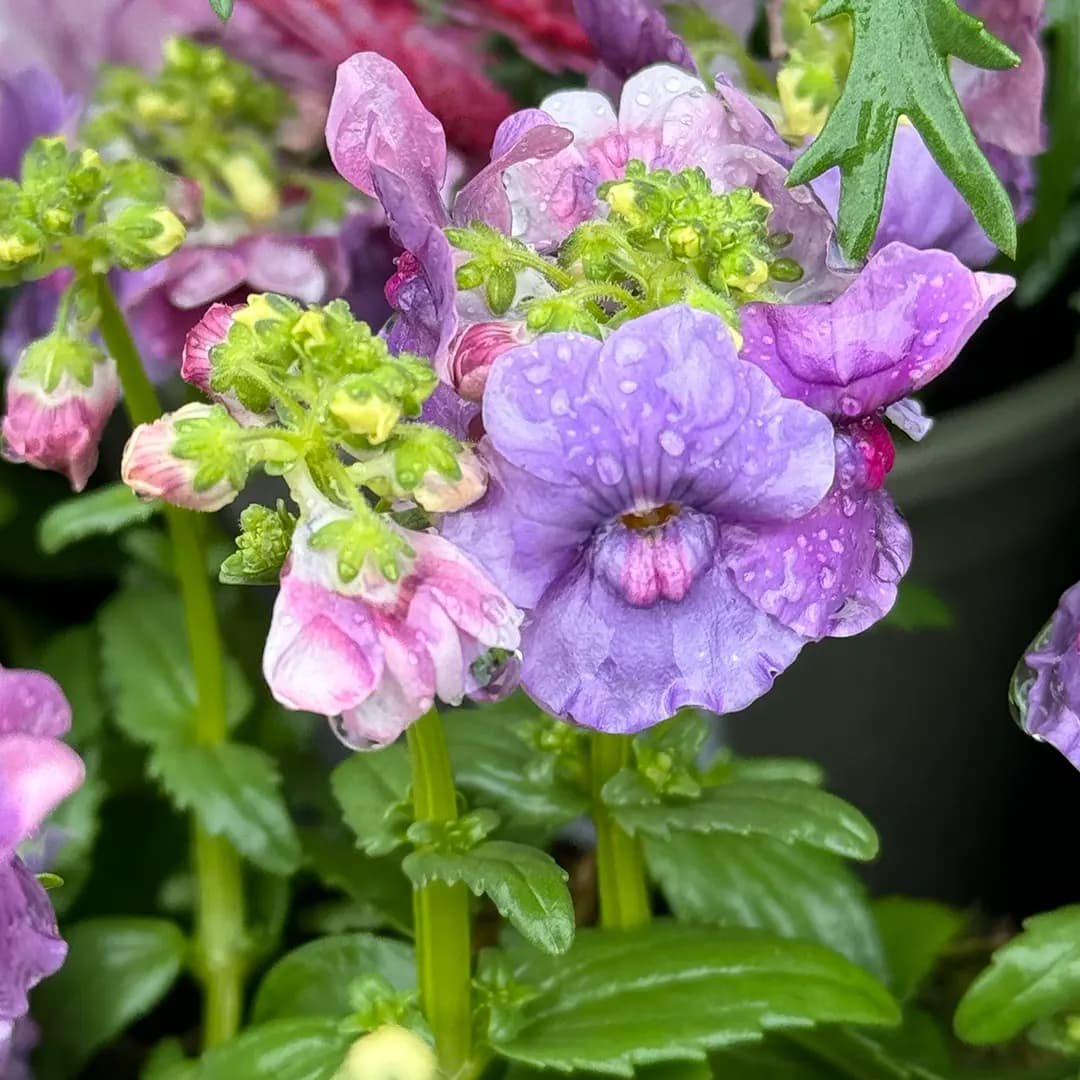 Nemesia 'Mirabelle' (Pot Size 1L)