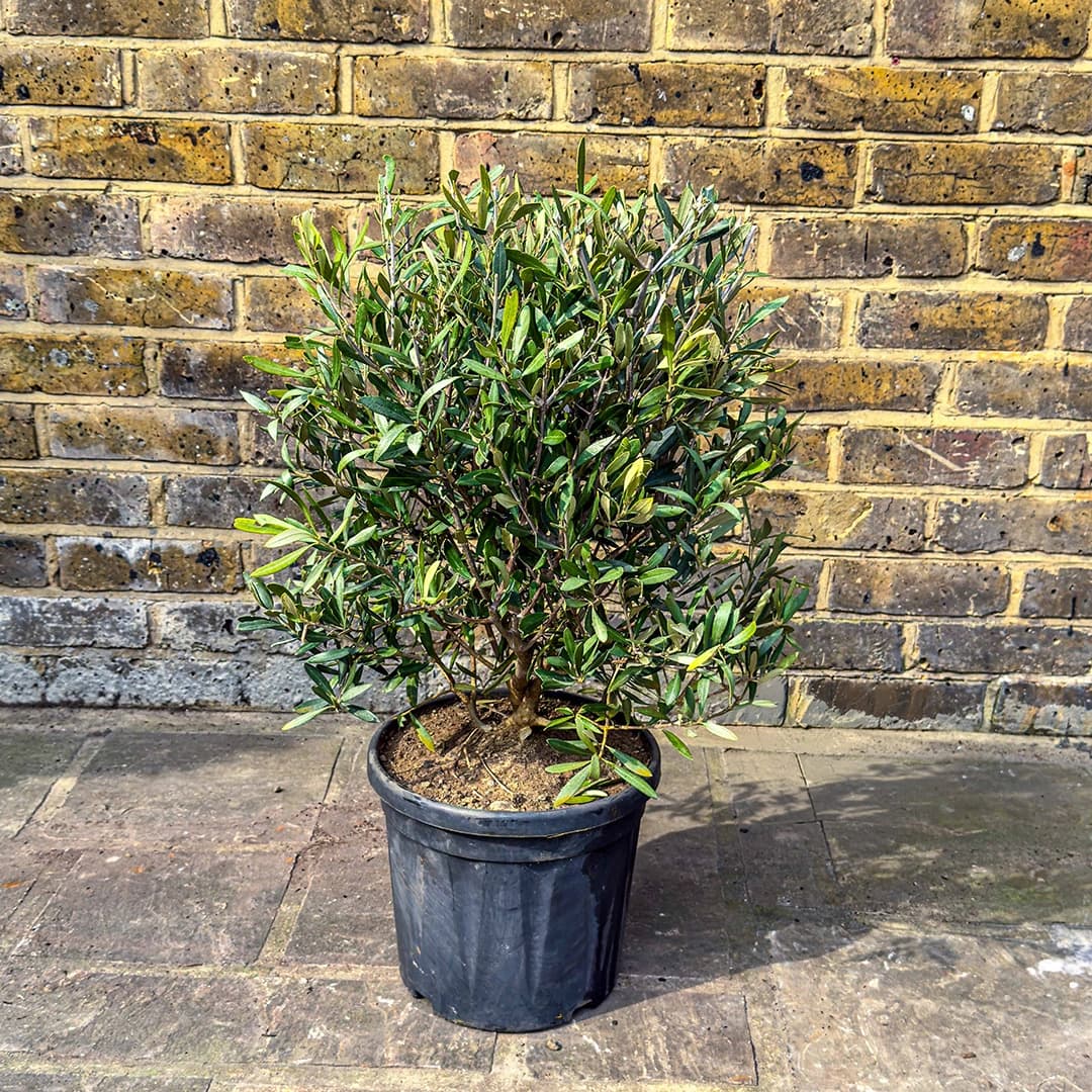 Olea europaea Bush (Pot Size 24cm) Olive Bush