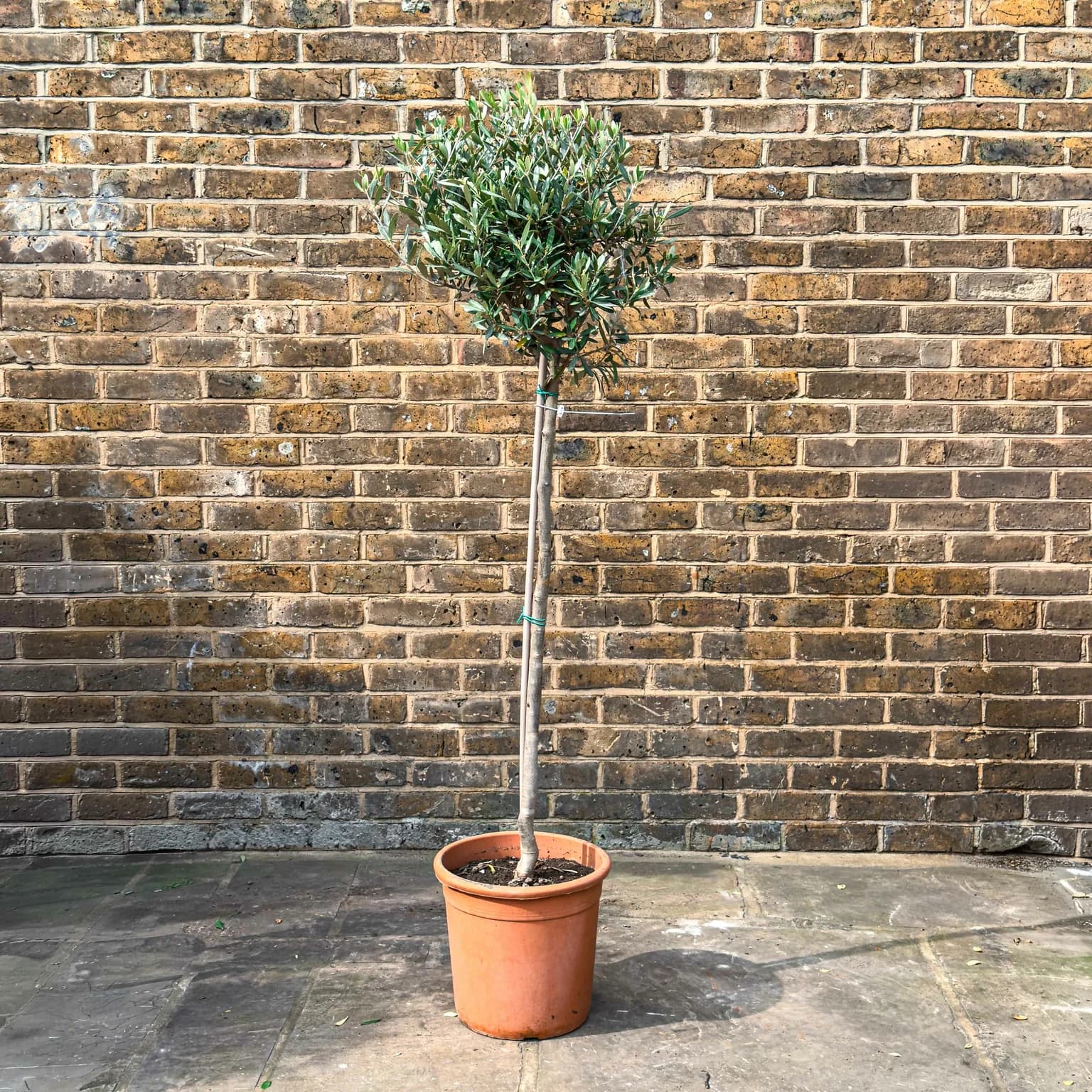Olea europaea Standard (Pot Size 30cm-Total Height 180cm) Olive Tree