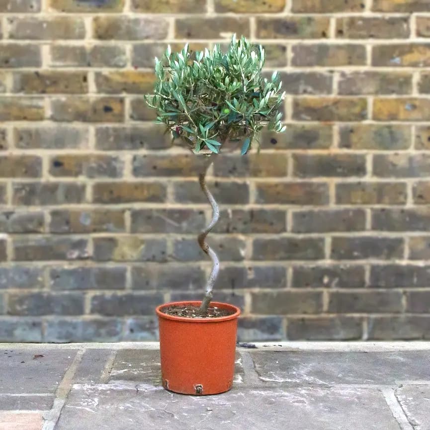 Olea europaea Standard Spiral (4L) Spiral Stem Olive Tree