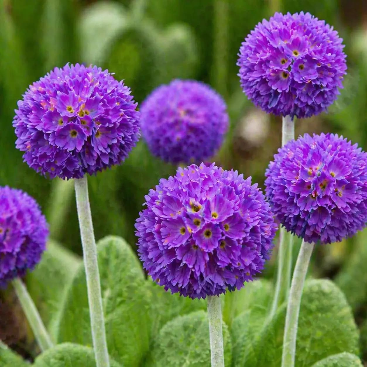 Primula denticulata 'Blue' (Pot Size 2L) Drumstick Primula