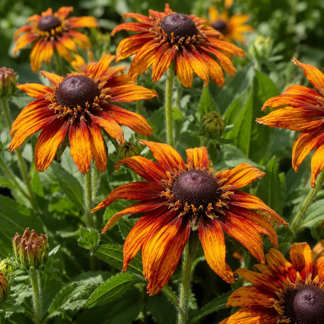 Rudbeckia × Echinacea 'Blazing Fire' (Pot Size 3L) Blazing Fire Echibeckia